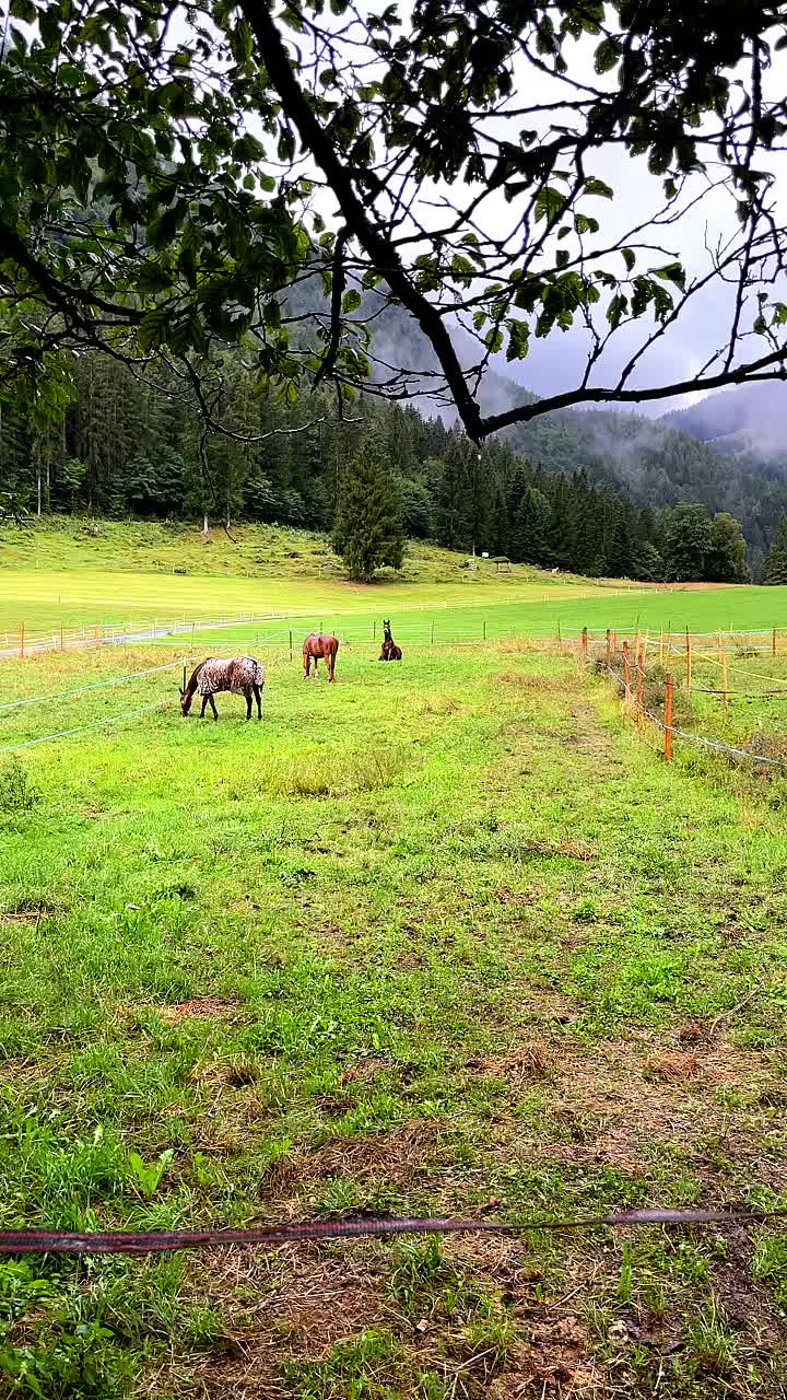 @Mountain Hill Ranch 🇦🇹