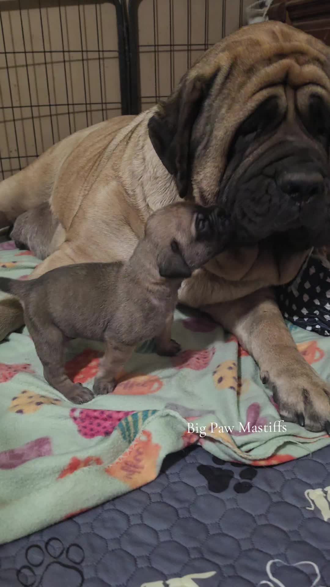 @Big Paw Mastiffs