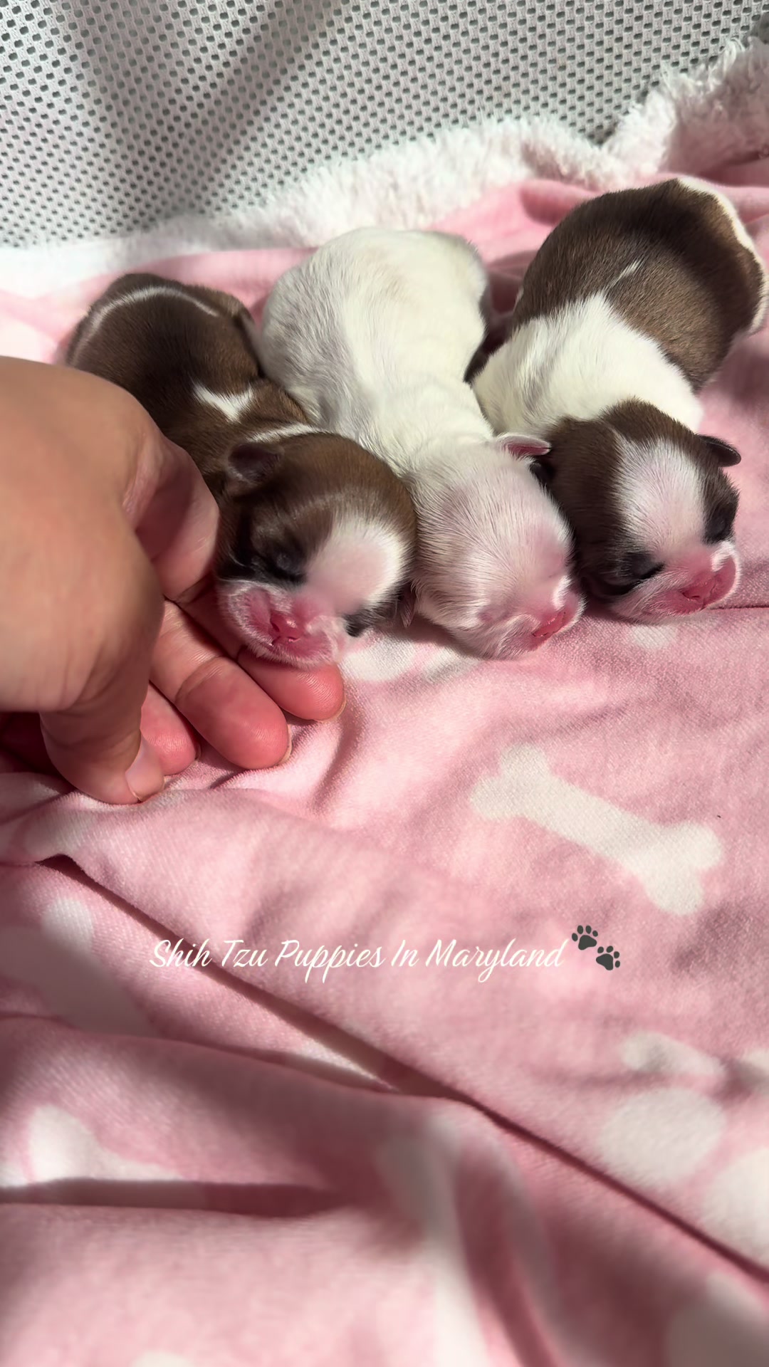 @Shih Tzu Puppies in Maryland