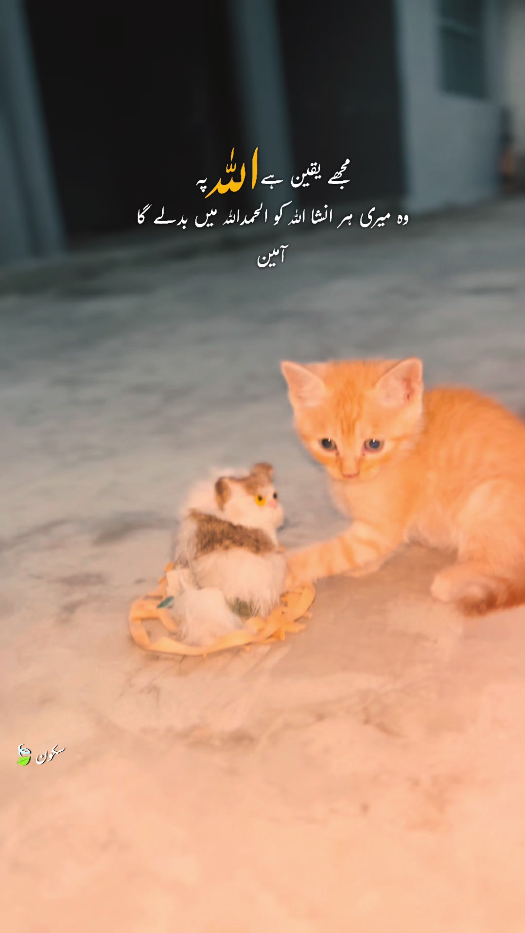@Malik Dᴀɴɪsʜ࿐