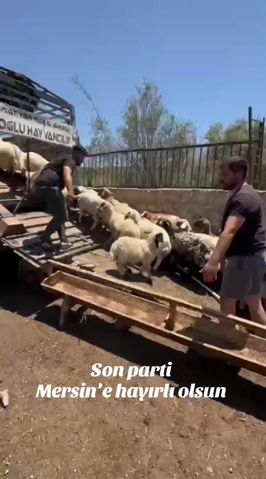 @Mehmet ÜNAL