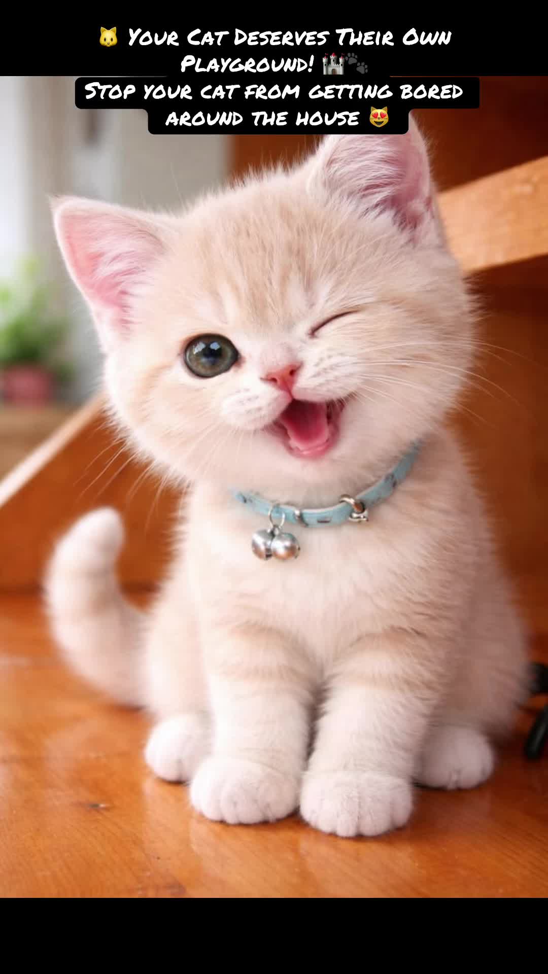 @cat
