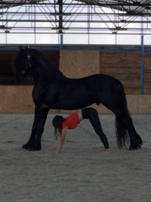 @Horses TikTok