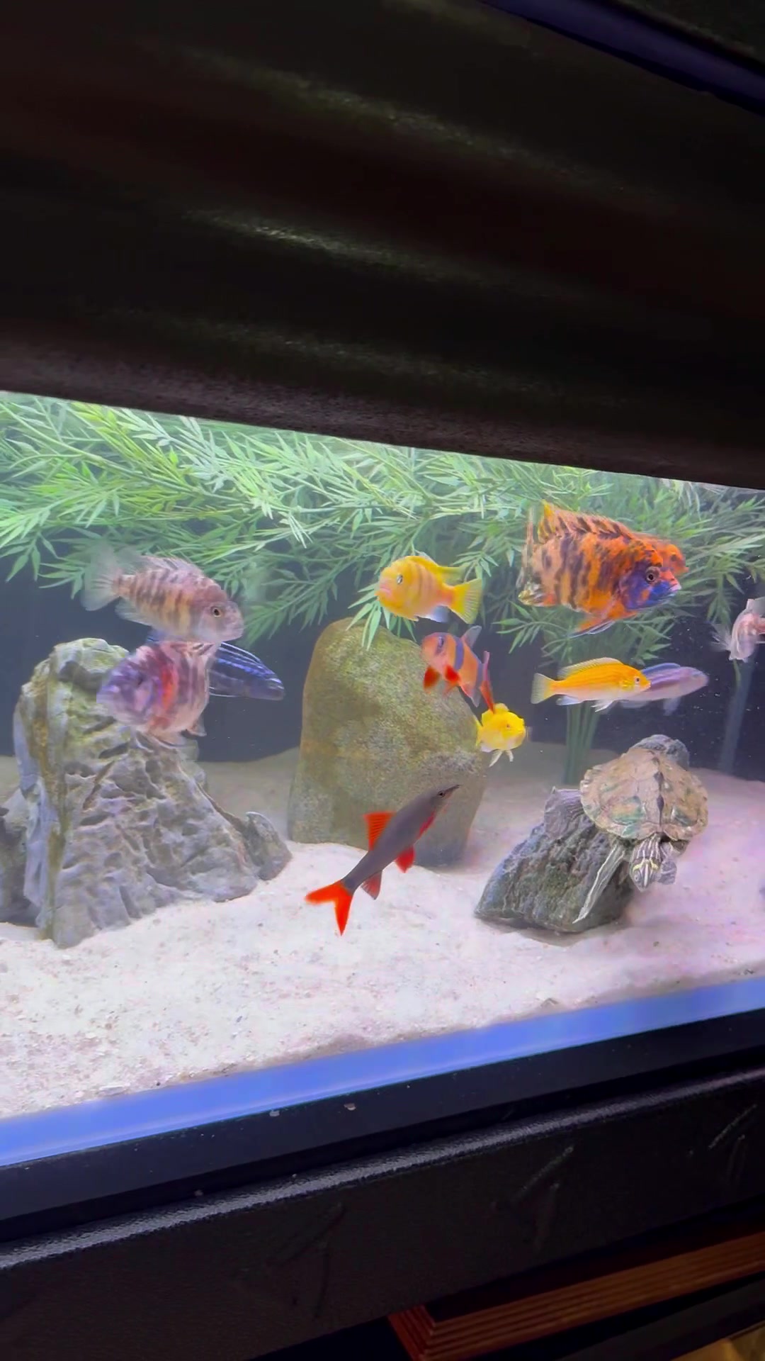@Tommys_reptiles