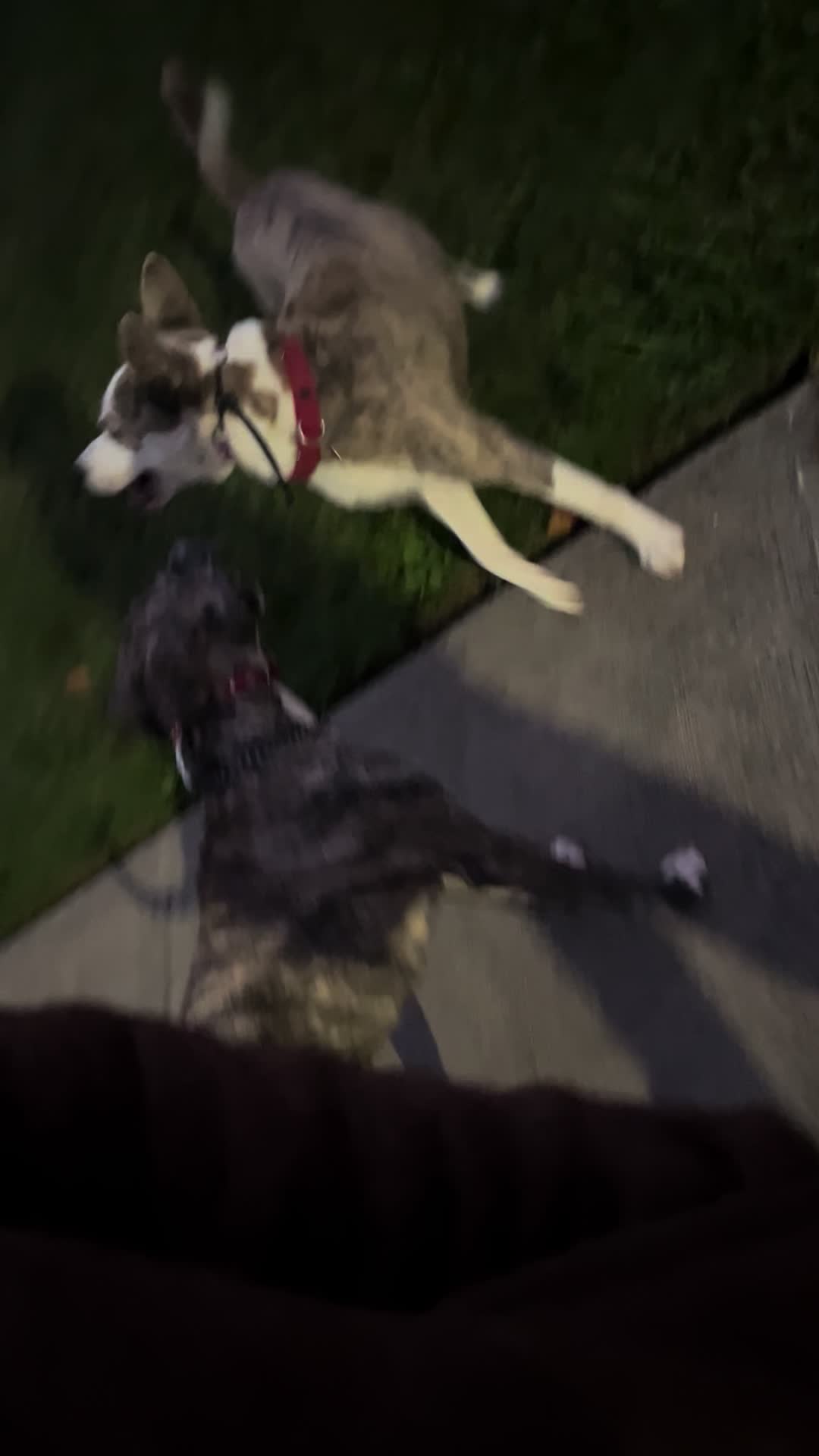 @Jay TheDog Trainer