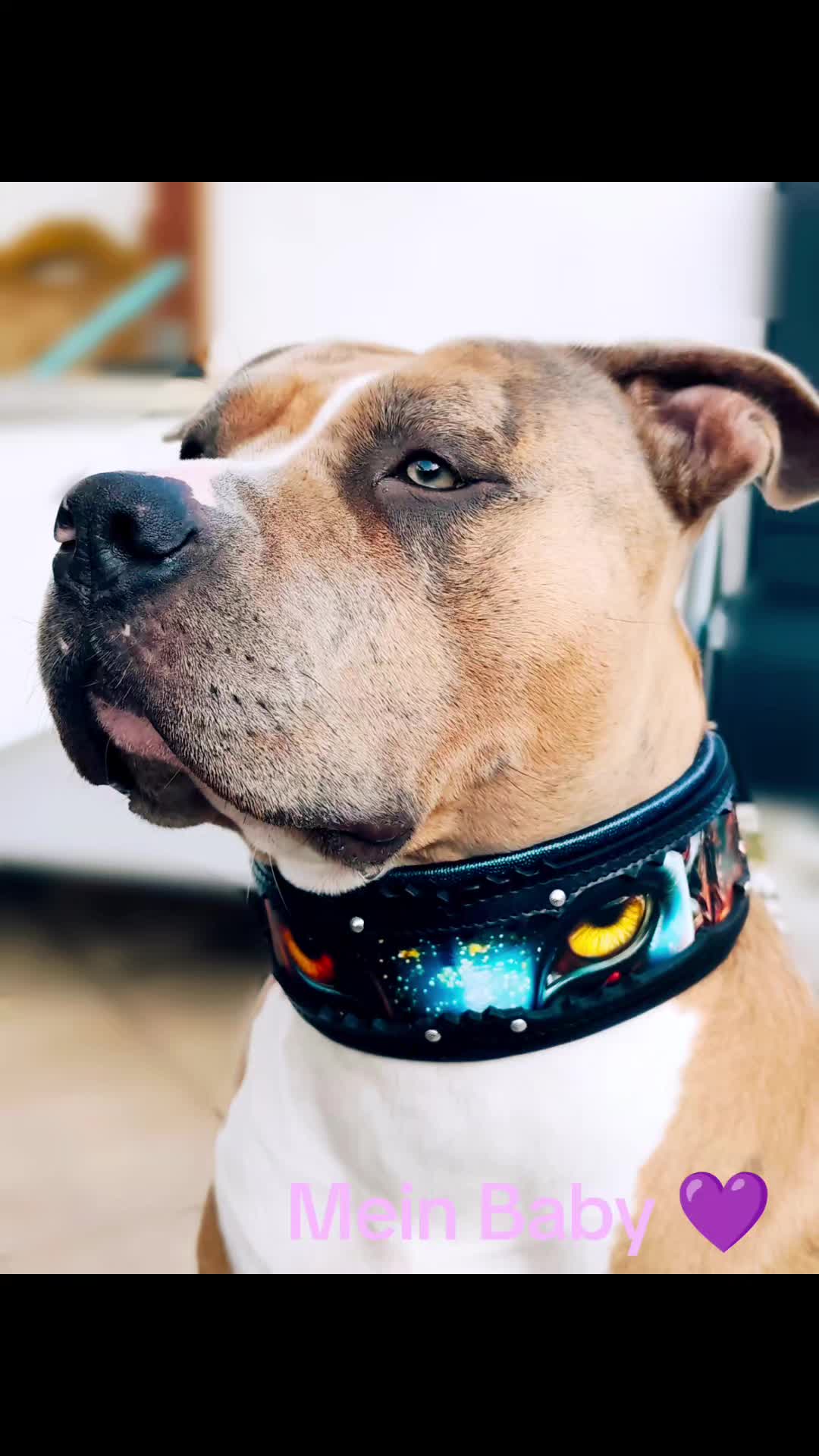 @puppiextreme