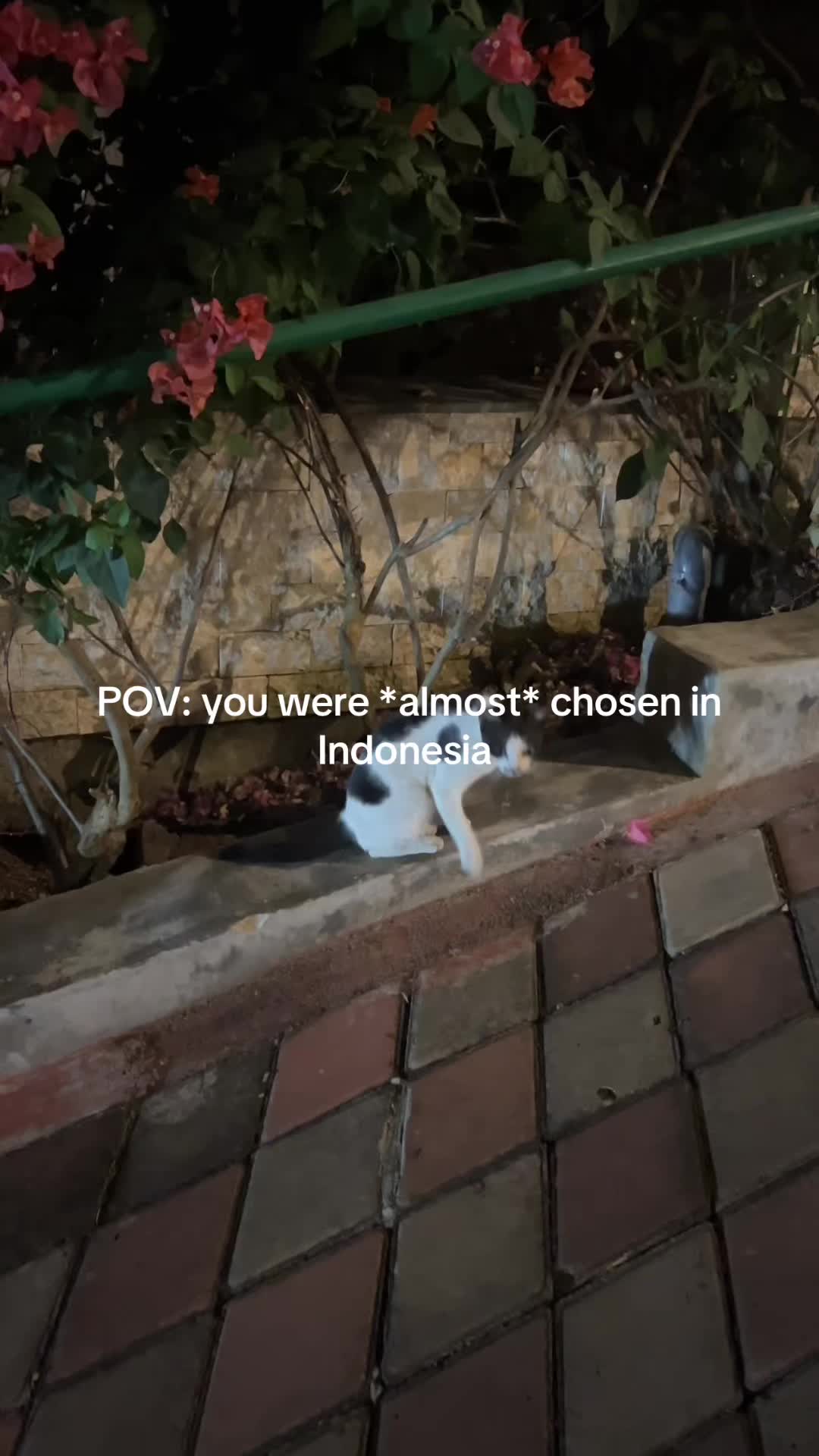 @Simba