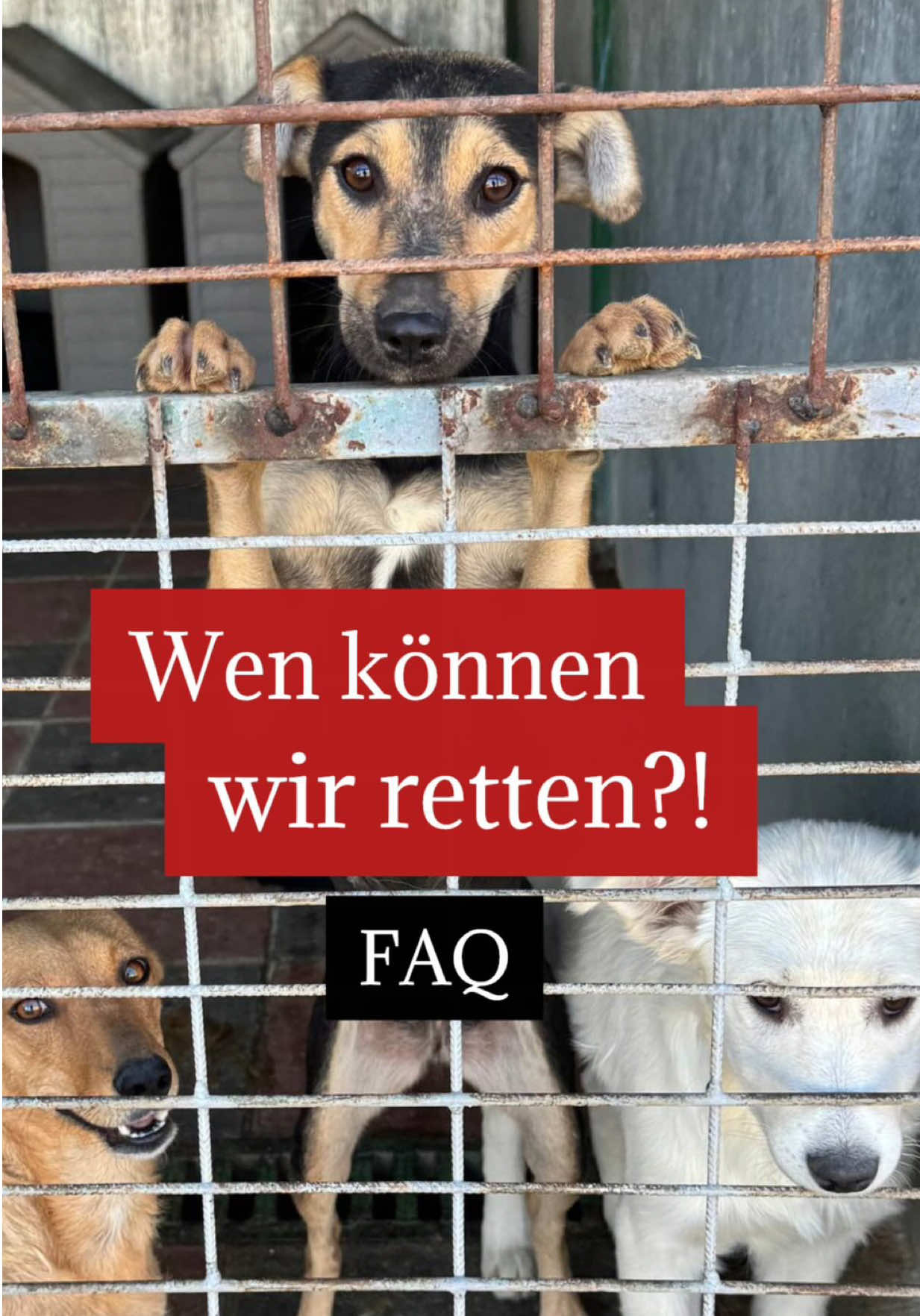 @Hunderettung Europa