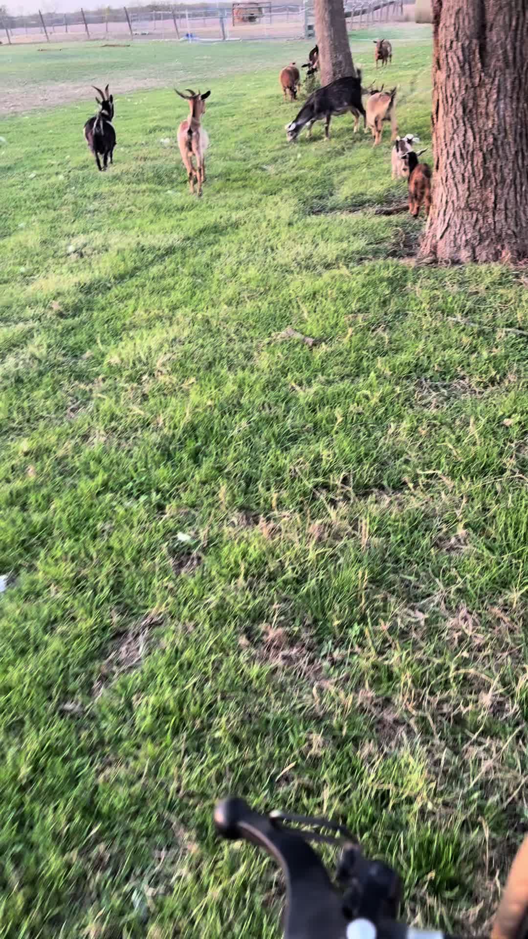 @Brewer Farms TX