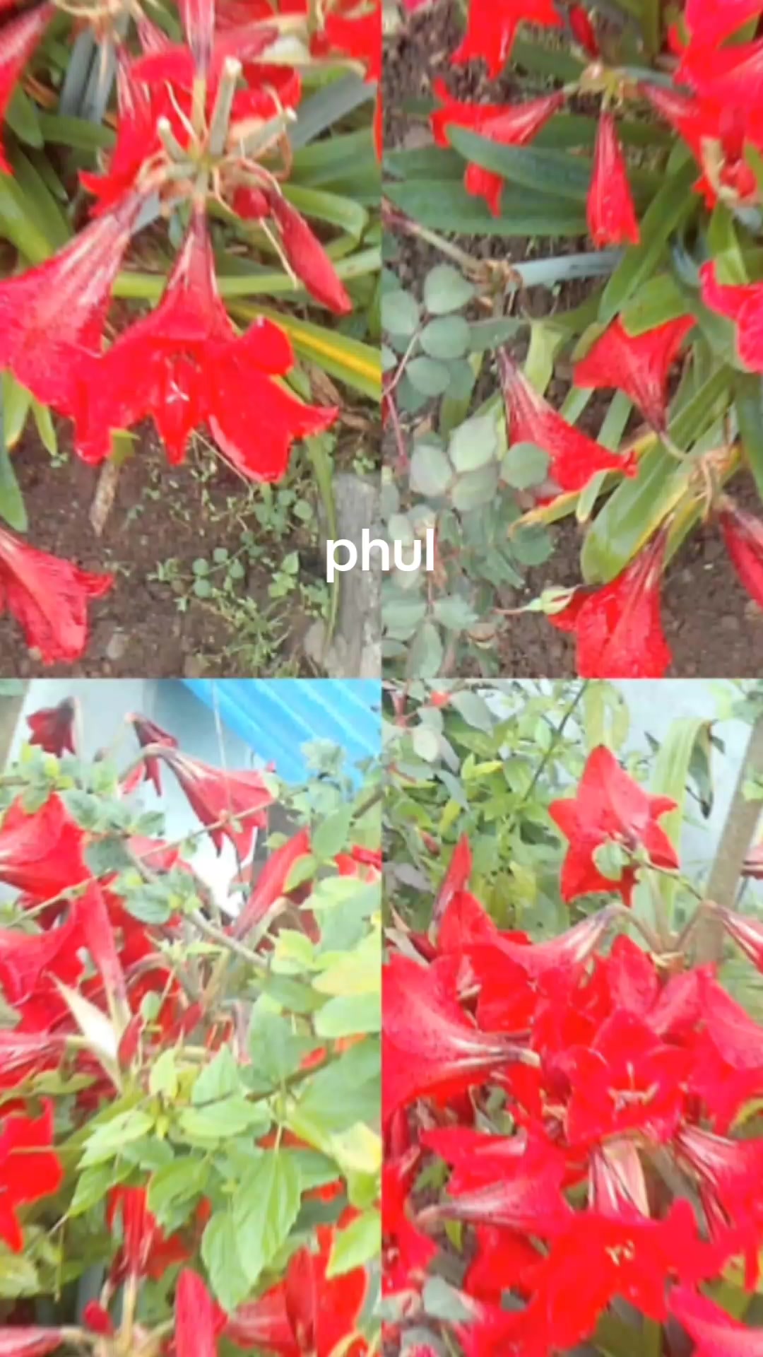 @susmapaudel195