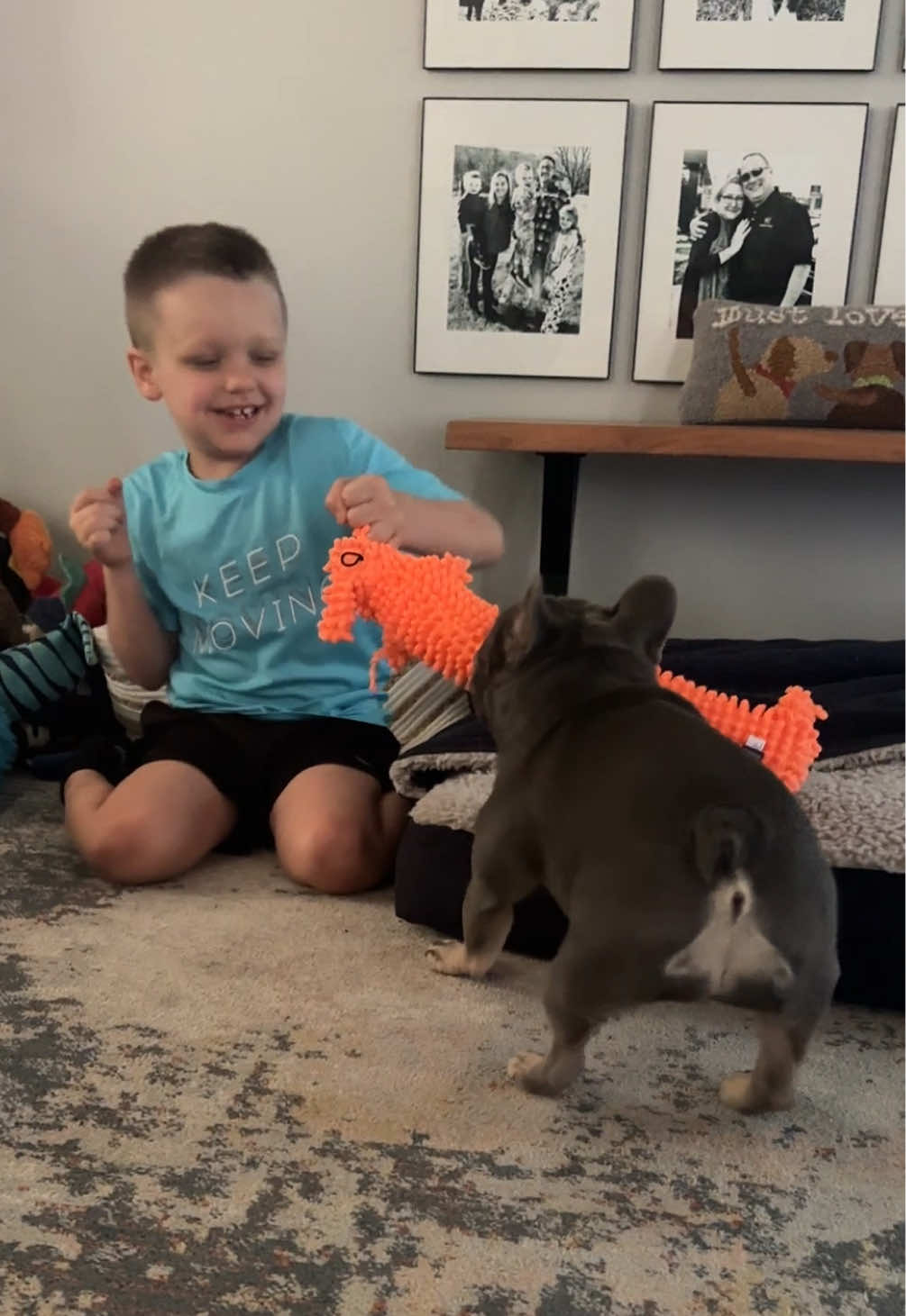 @Arwen the adorable Frenchie