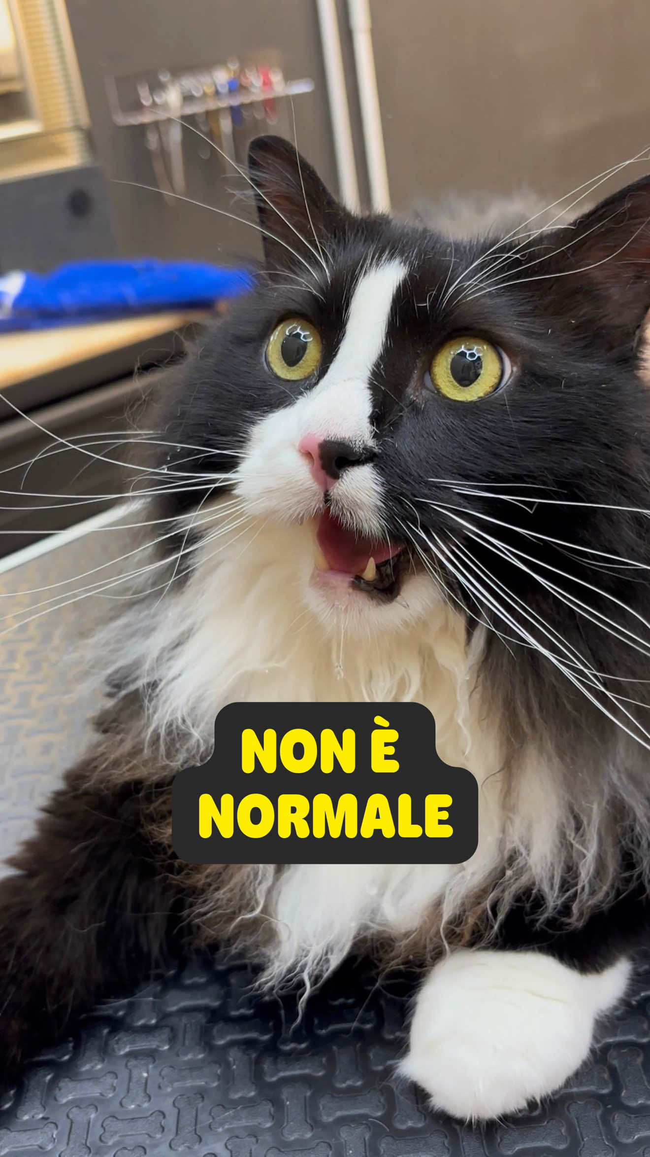 @Palle di pelo - Toelettatura