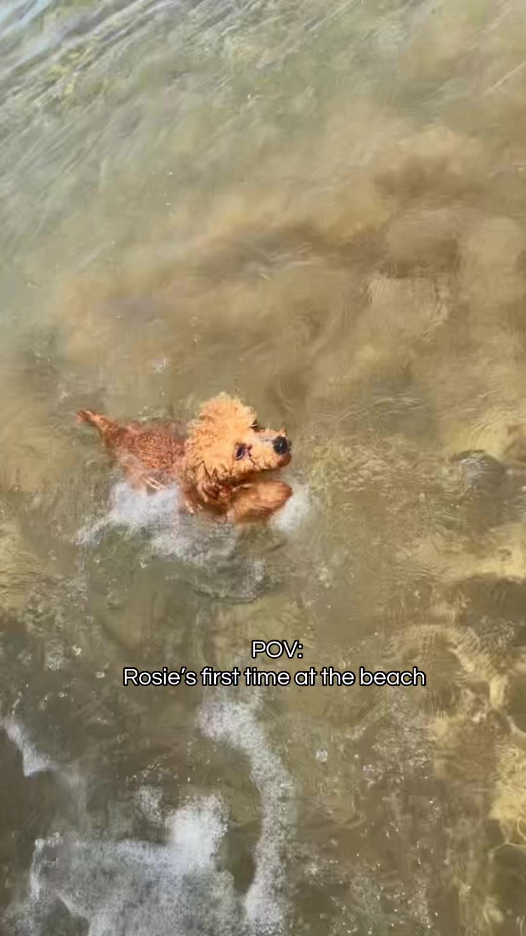 @packwalkdiaries