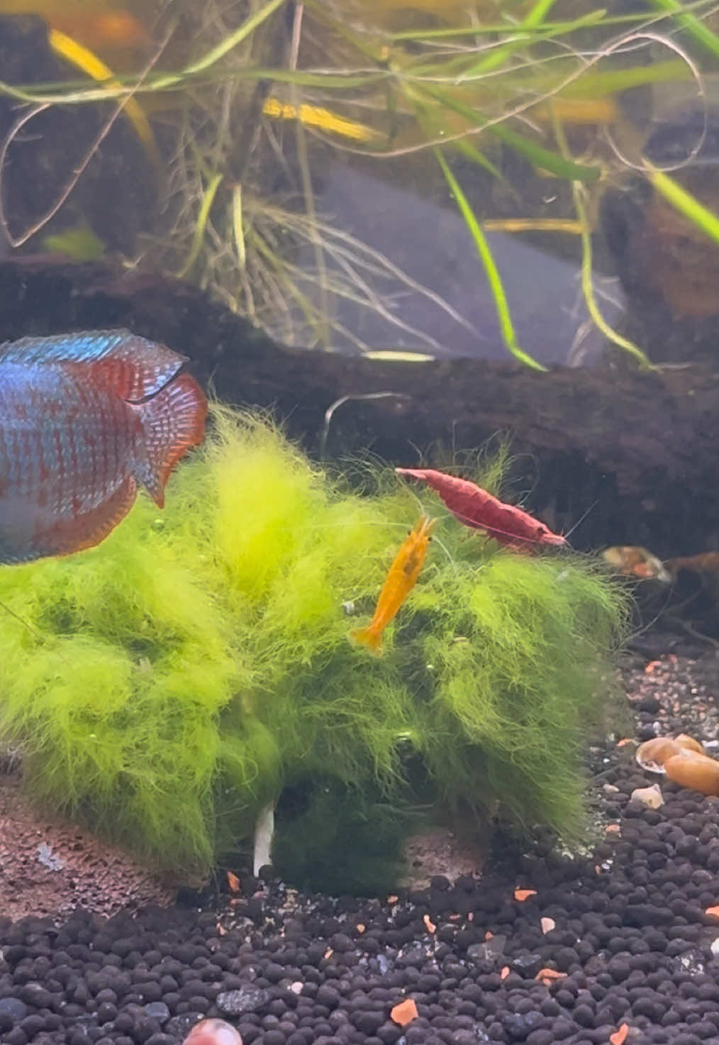 @murderpea🐡