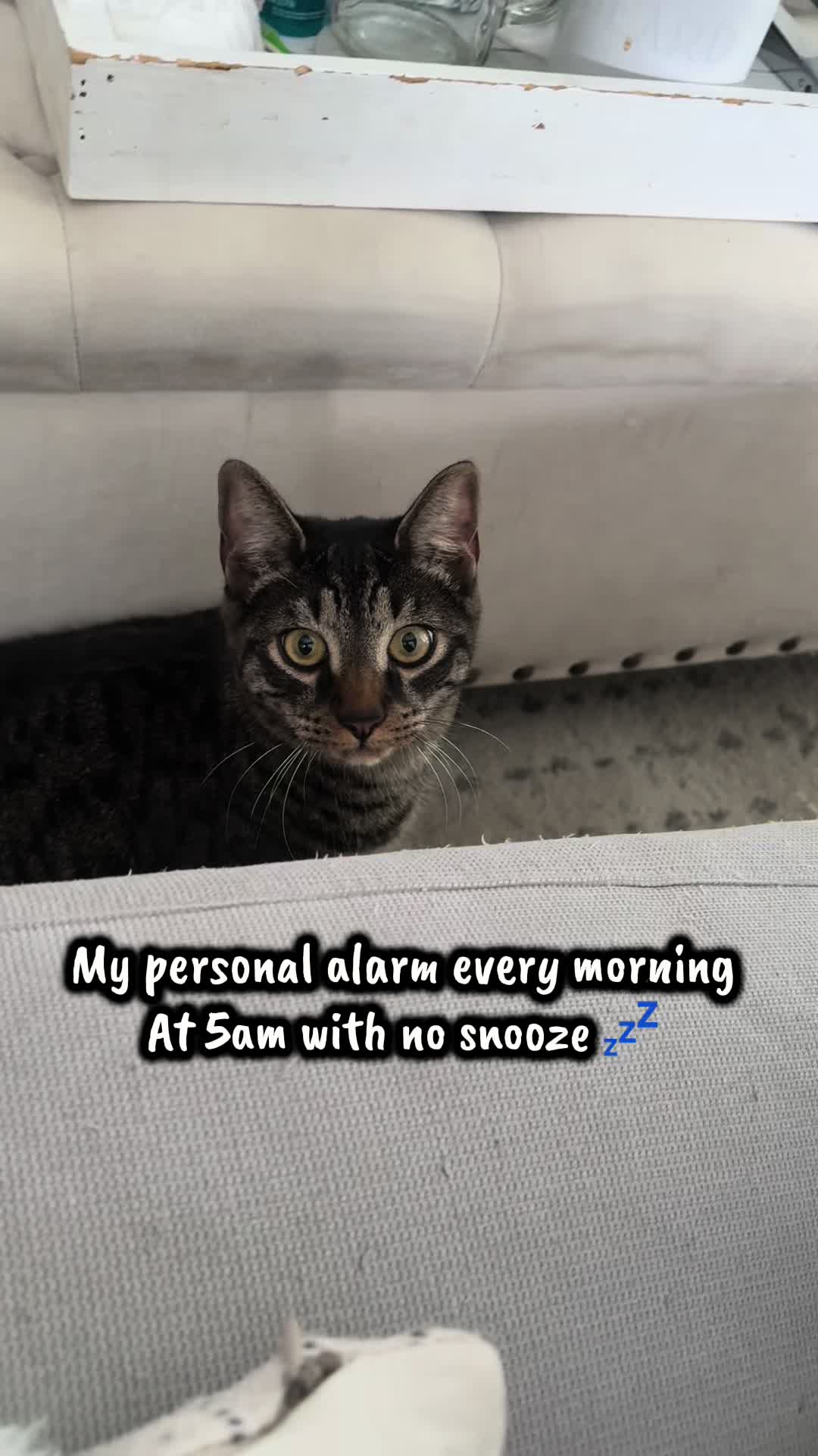 @TailsandWhiskersCo