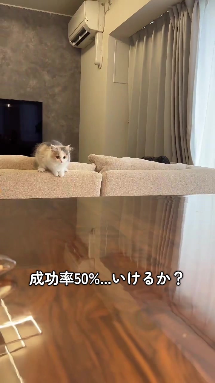 @ねこ日記