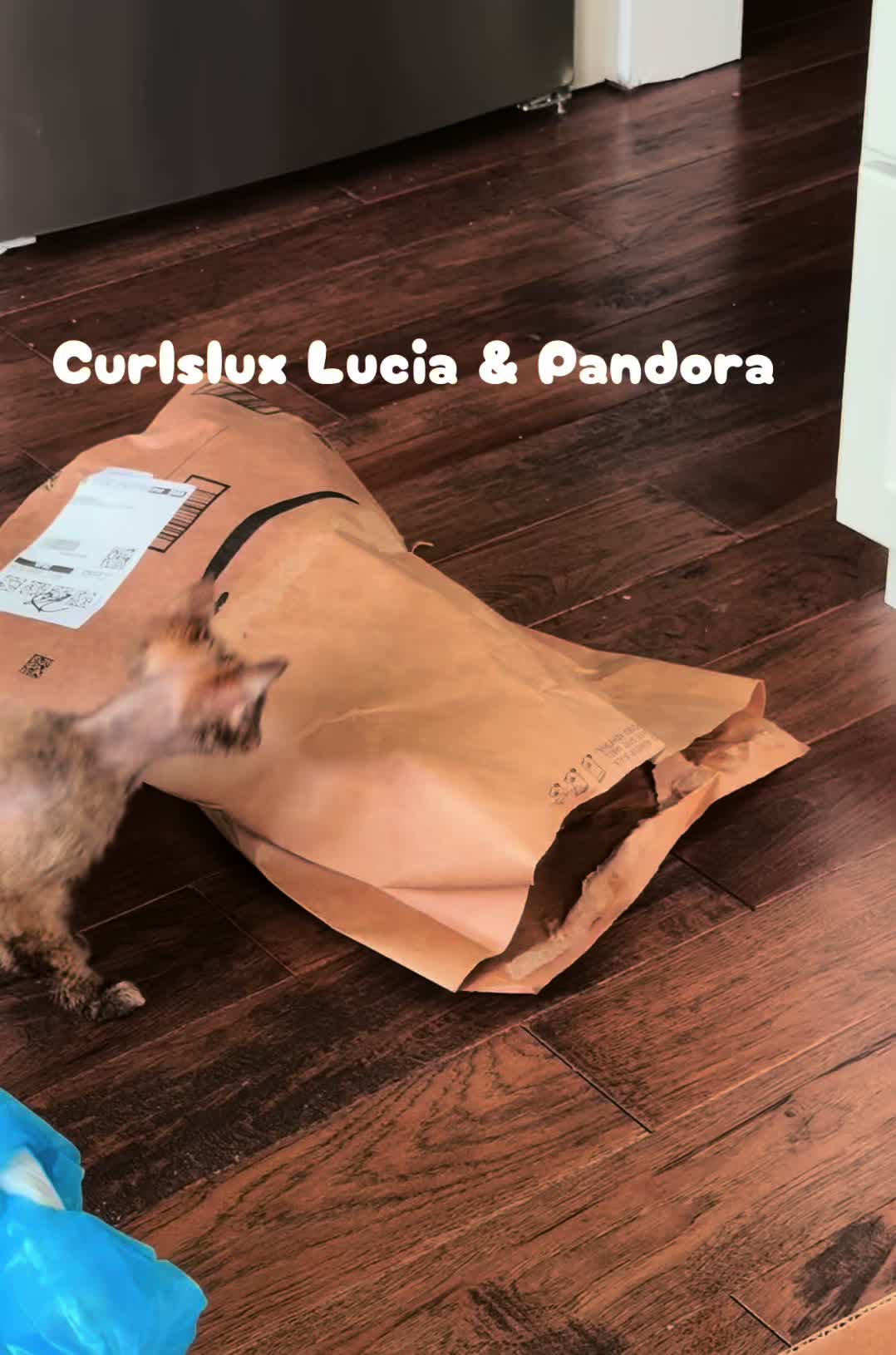 @Curlslux cattery!!🇺🇸