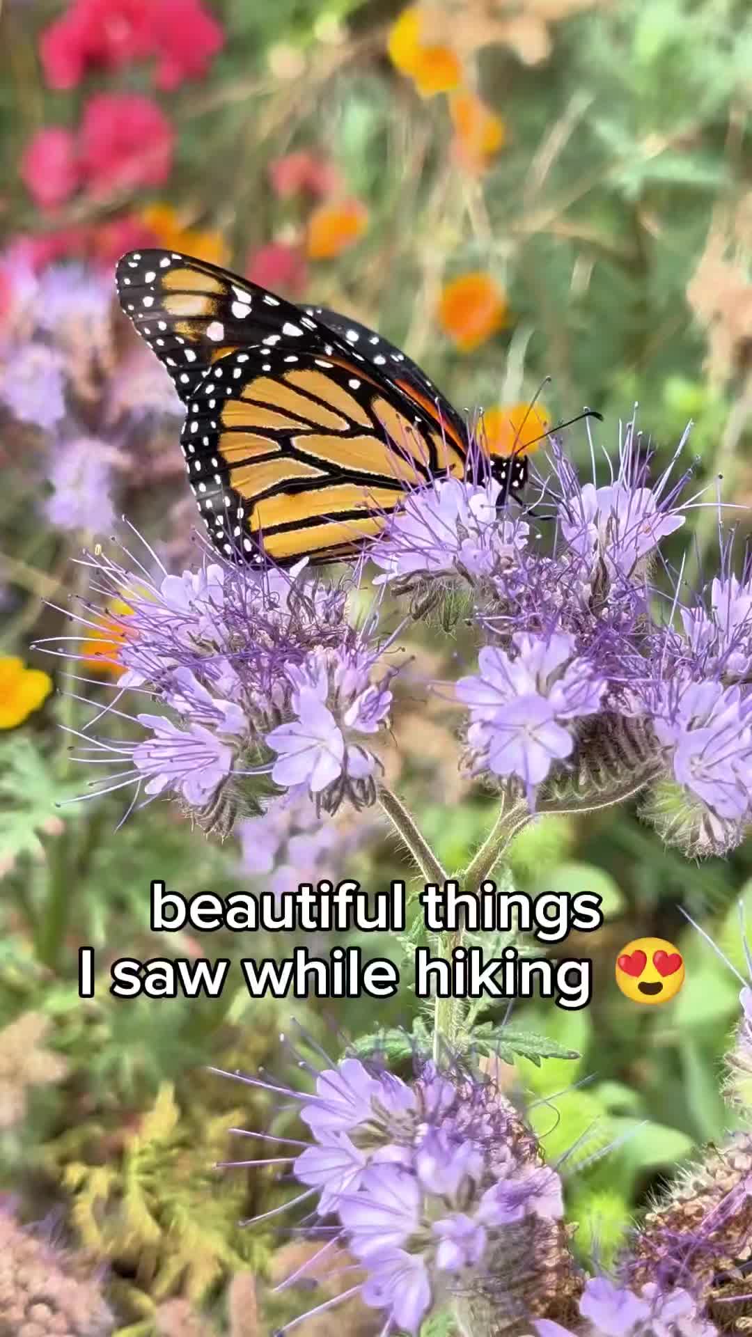 @🌱Plant Native Plants!🦋🐝