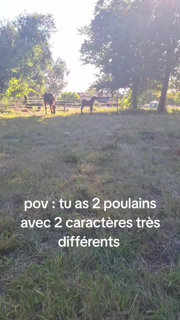 @Une.fleur.a.cheval