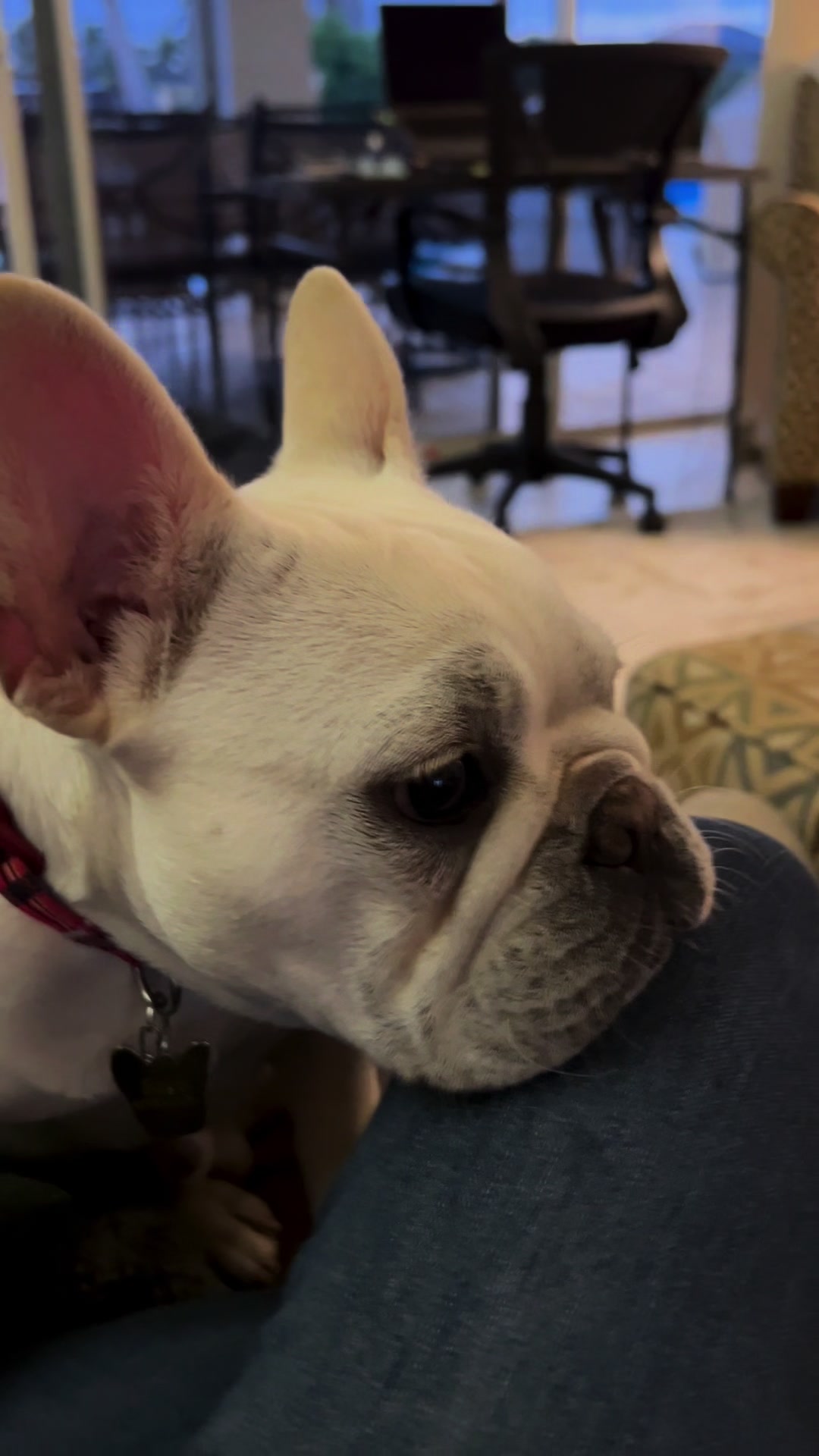 @Bagel the OG Frenchie