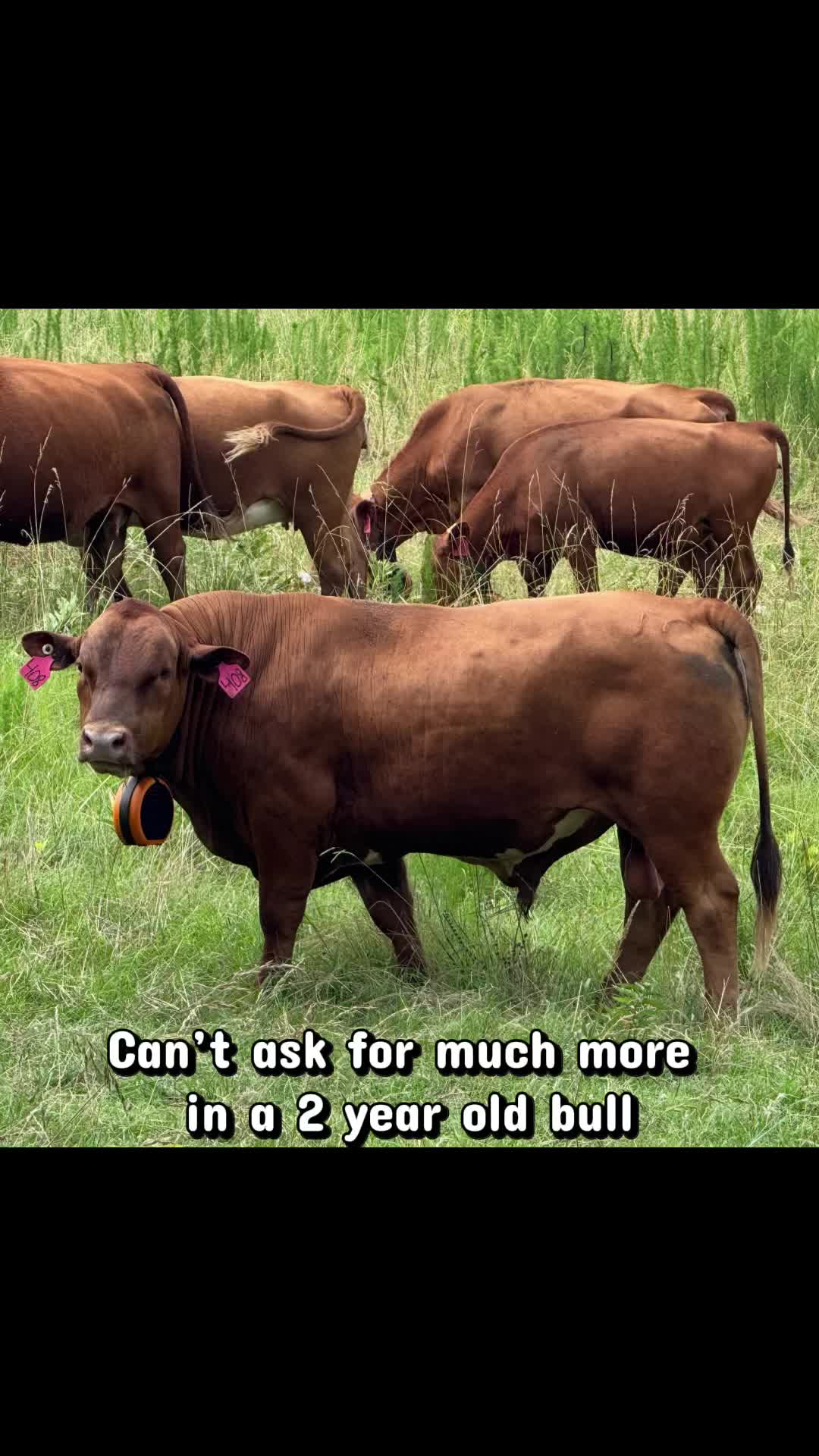 @Flat Rock Cattle Co