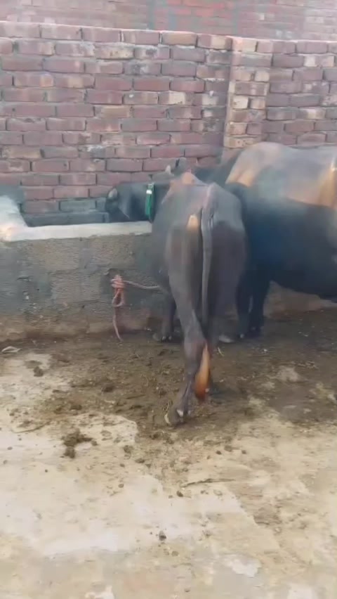 @Mubashar iqbal