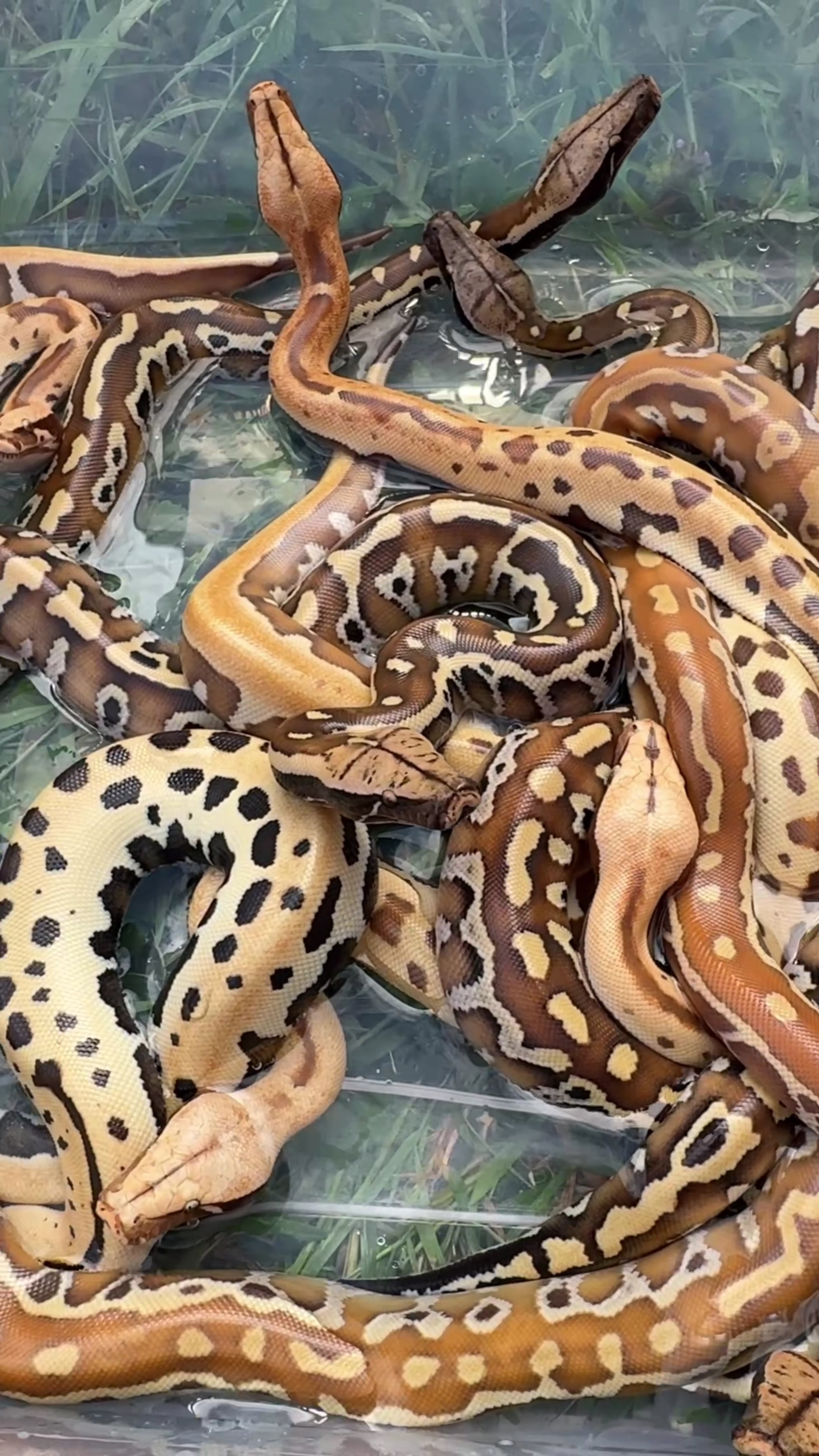 @Short-Tailed Pythons, LLC