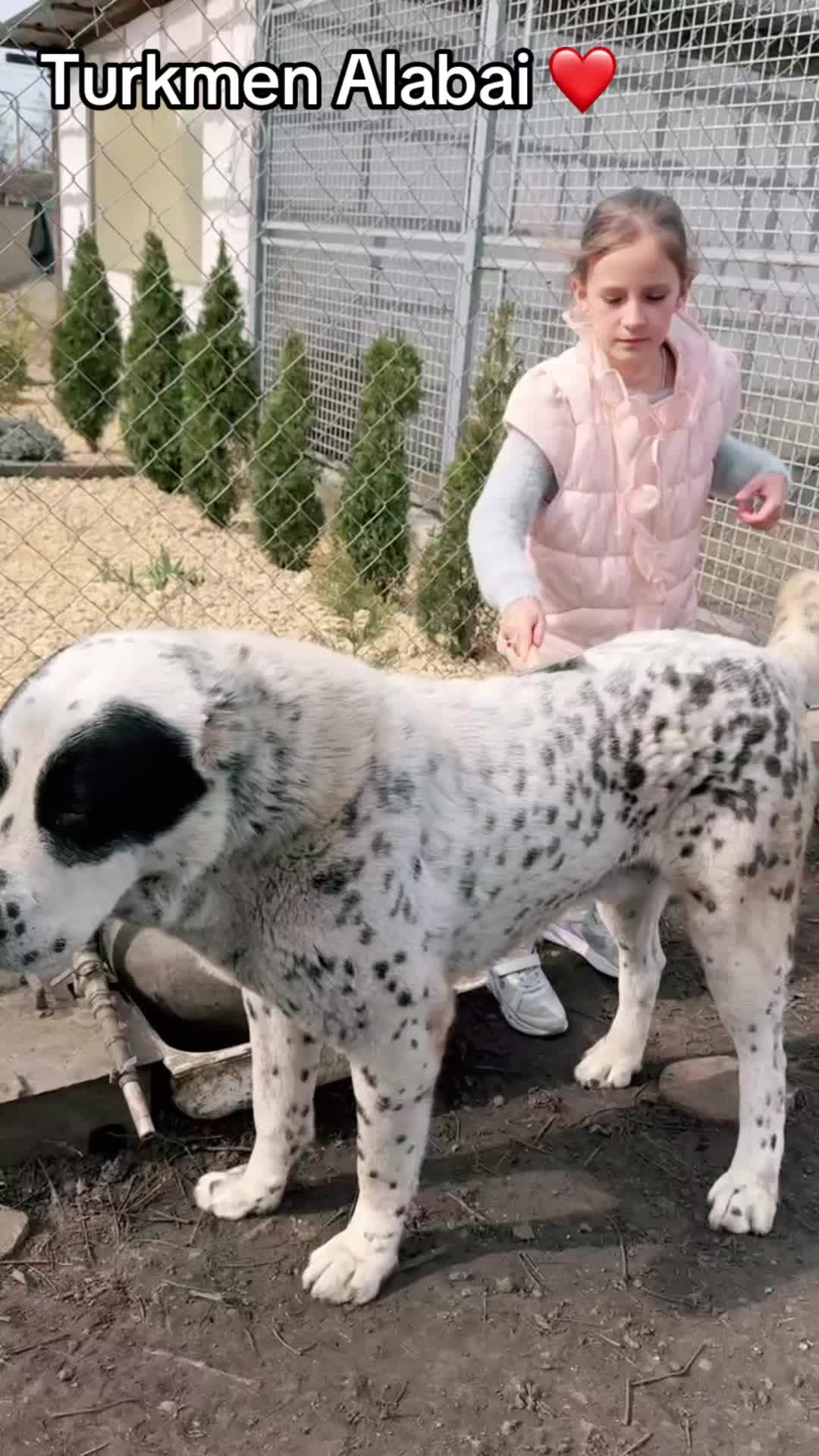 @TURKMEN ALABAI kennel FCI 🌏