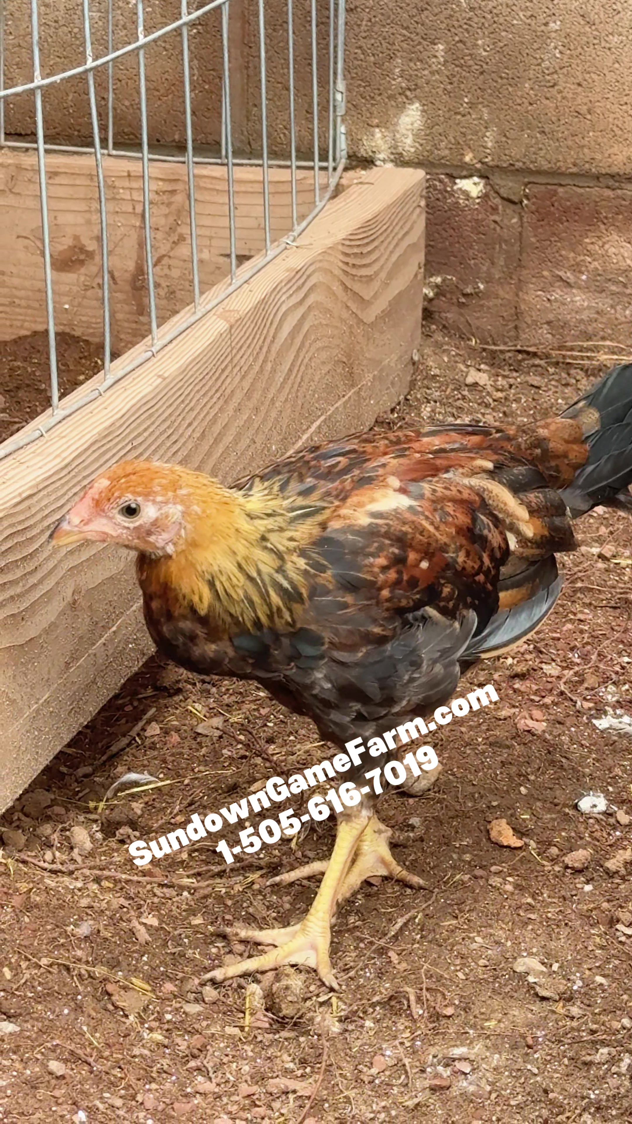 @Sundown Game Farm
