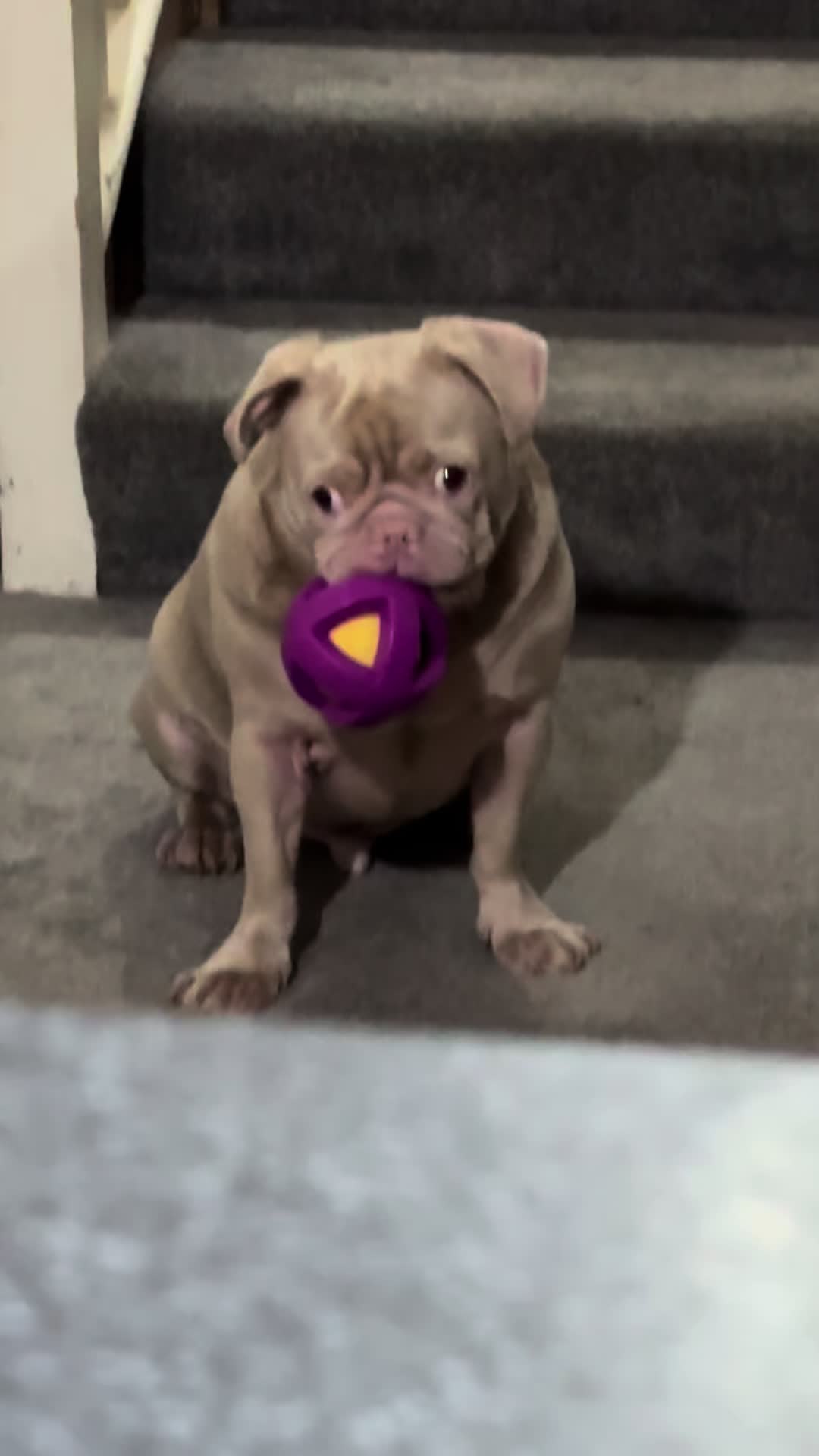 @pinkpugrufus