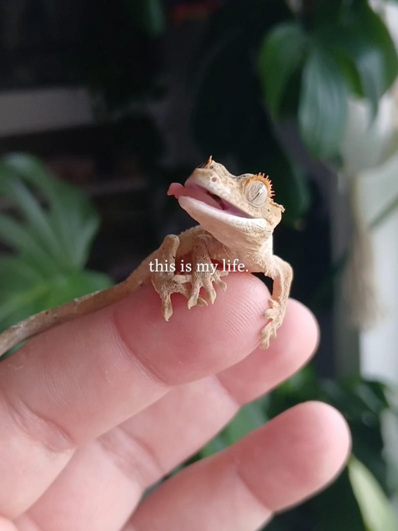 @Clovercrest Critters
