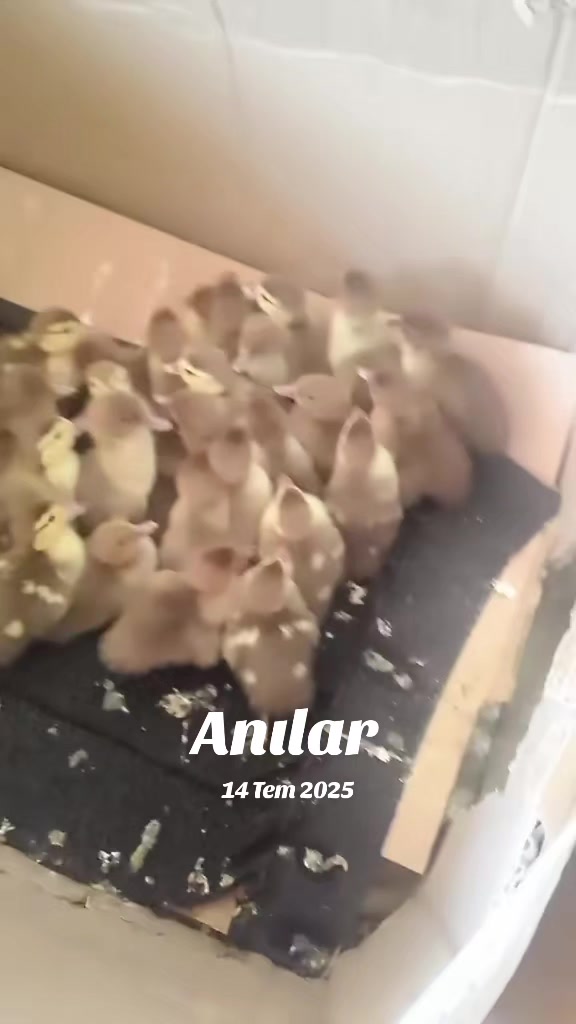 @MAŞTAĞA_QUŞCULUĞ
