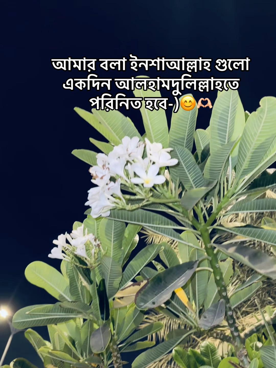 @đ¸đĻSUMON īŖŋ