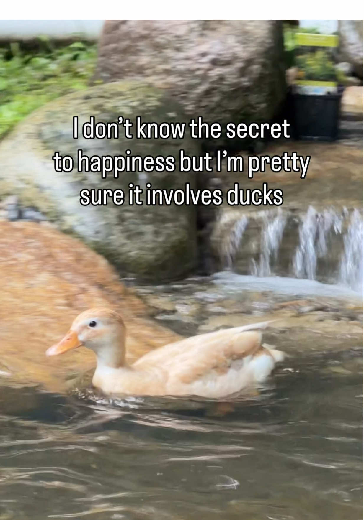 @The Quack House