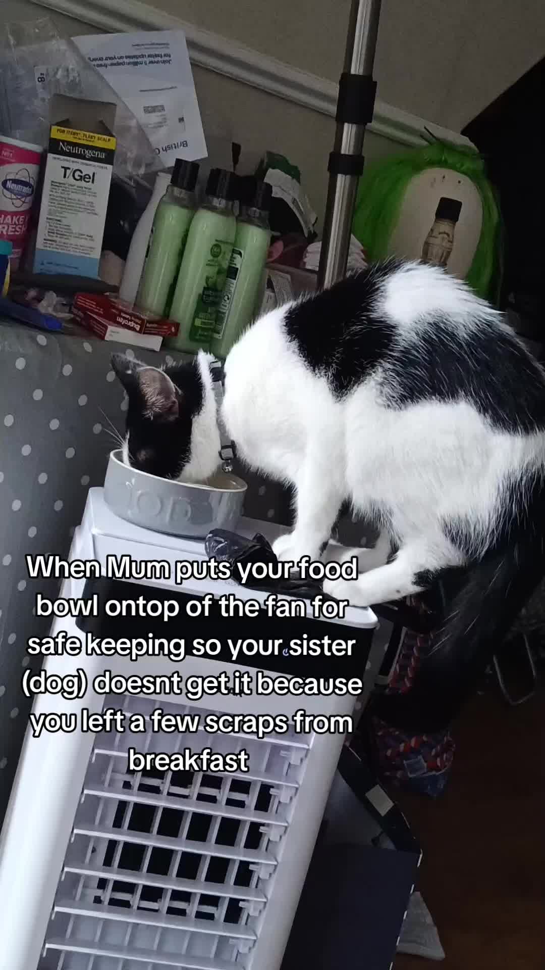 @Lyla,Loki,Misty&Luna💖