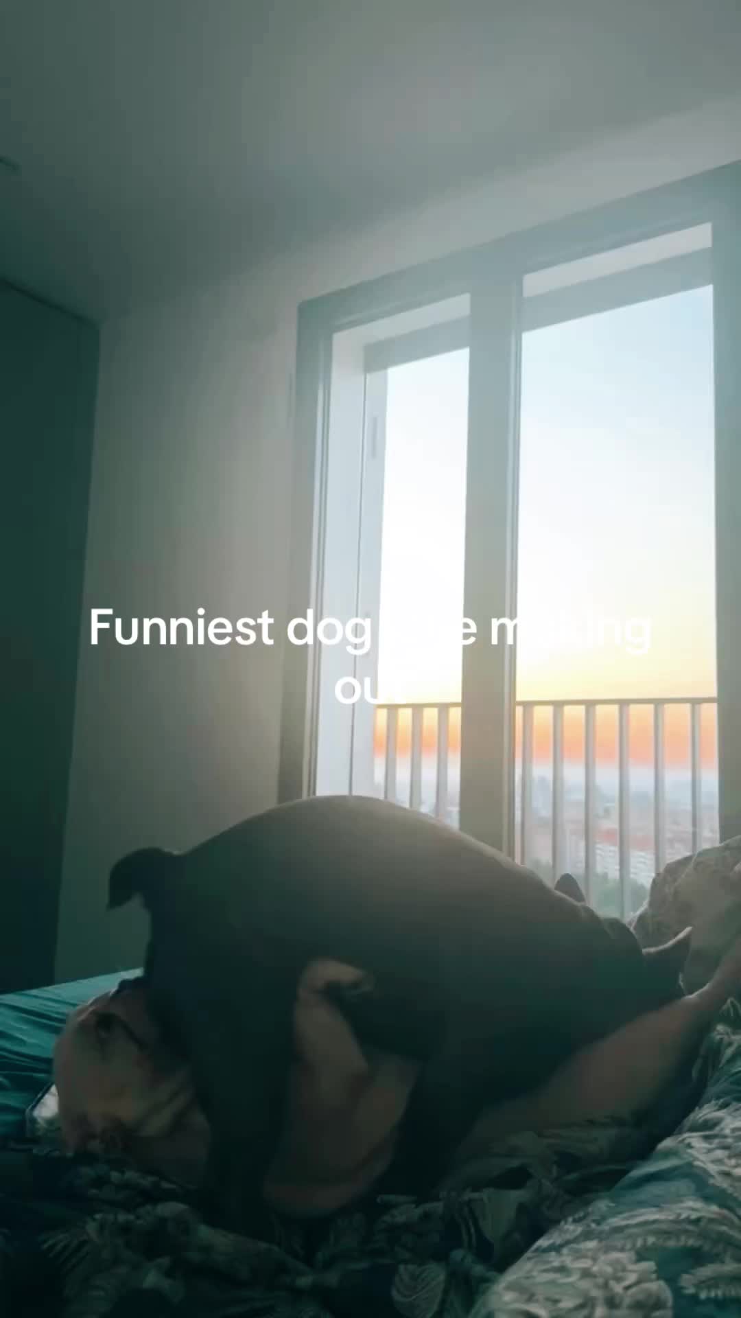 @dogalerthub