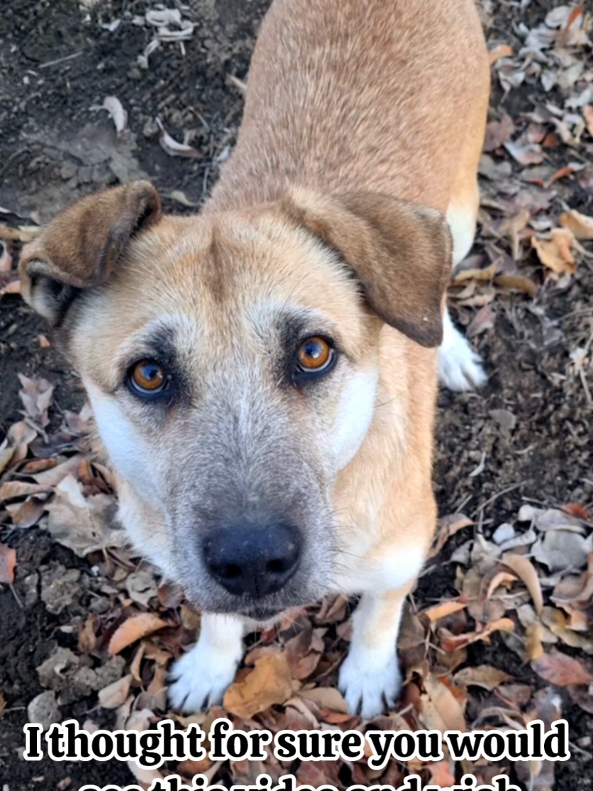 @germansheperd.Rexi