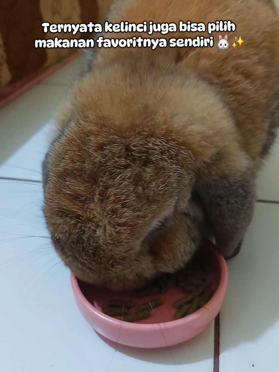 @Zada The Bunny
