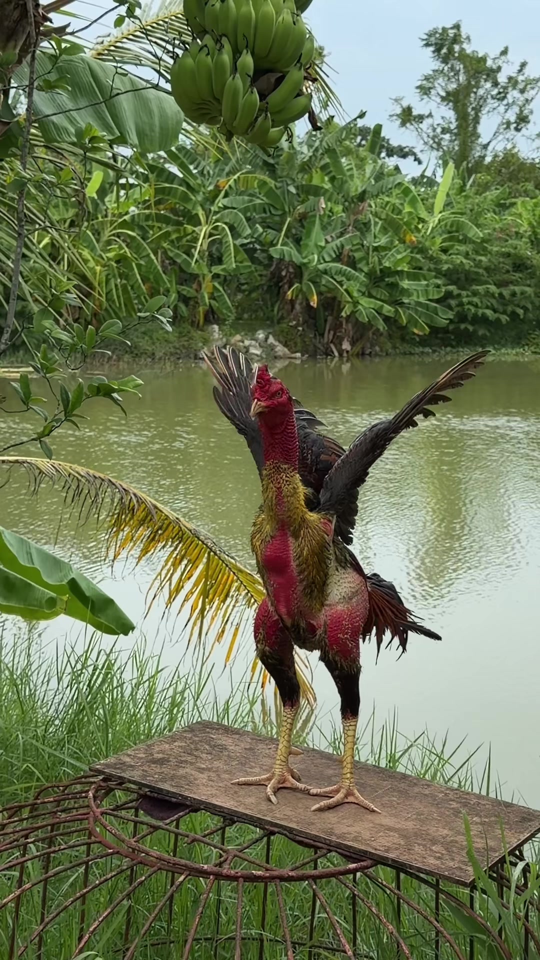 @Quốc khánh