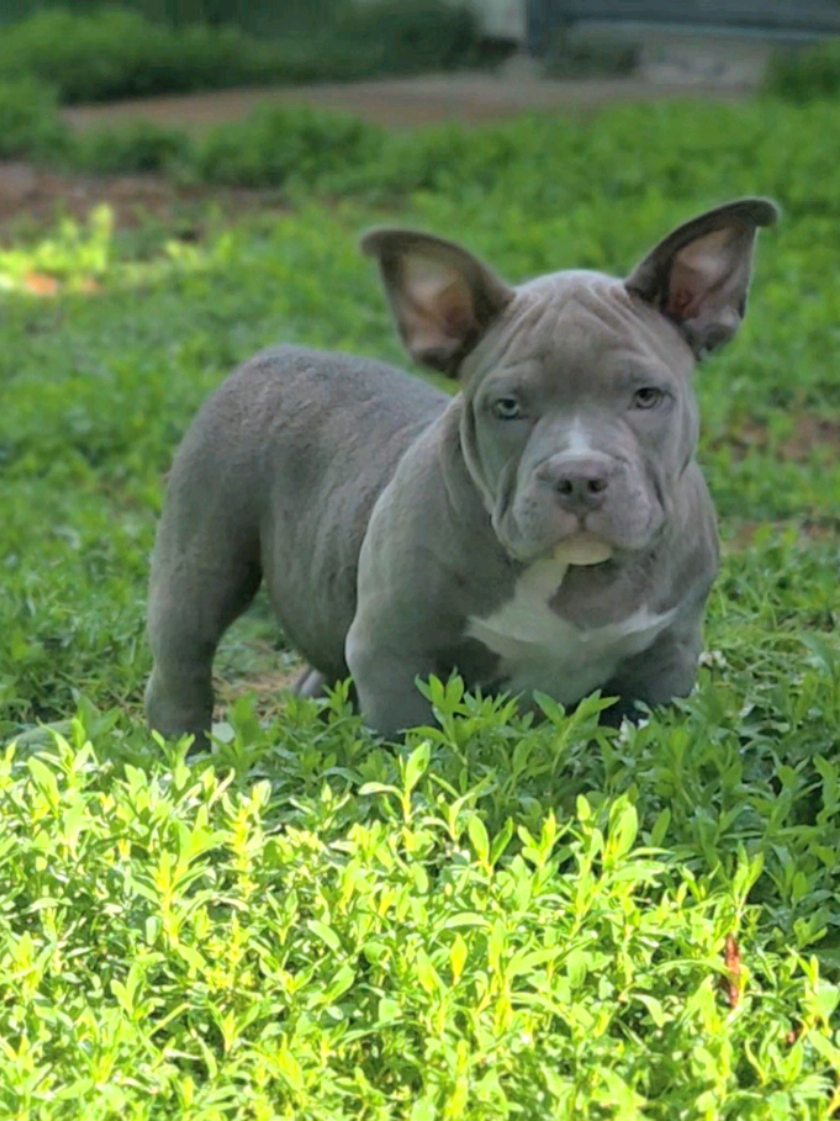 @125 BullyCamp