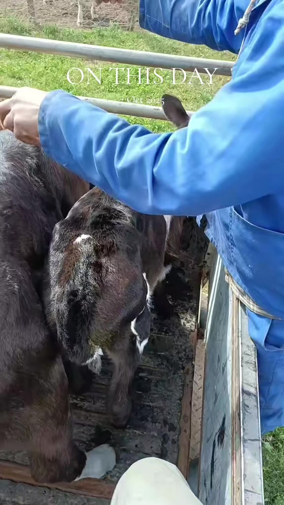 @bakgat boertjie
