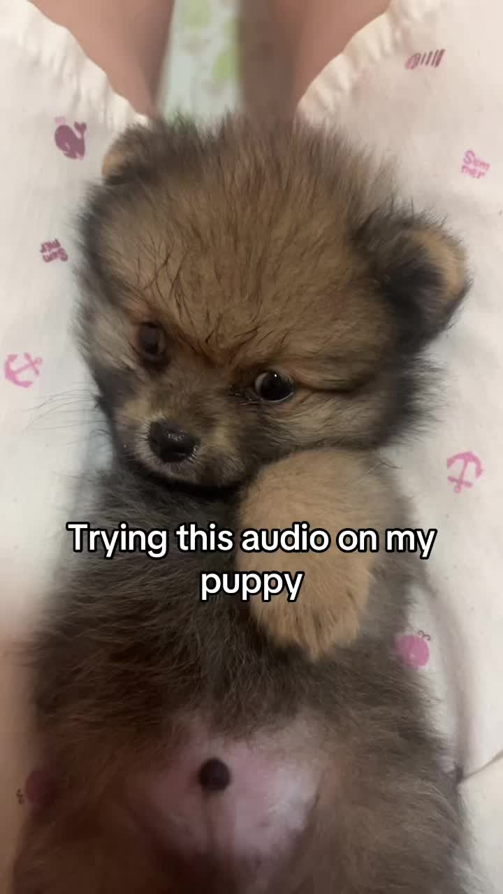 @gummy