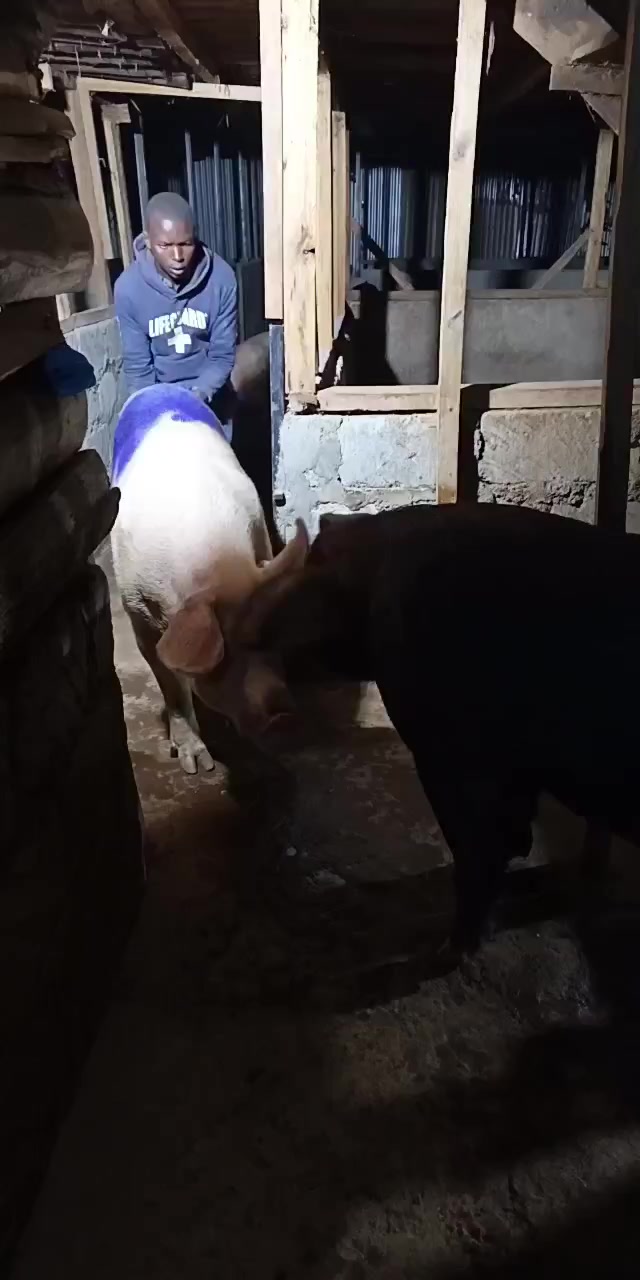 @Pigbreeder