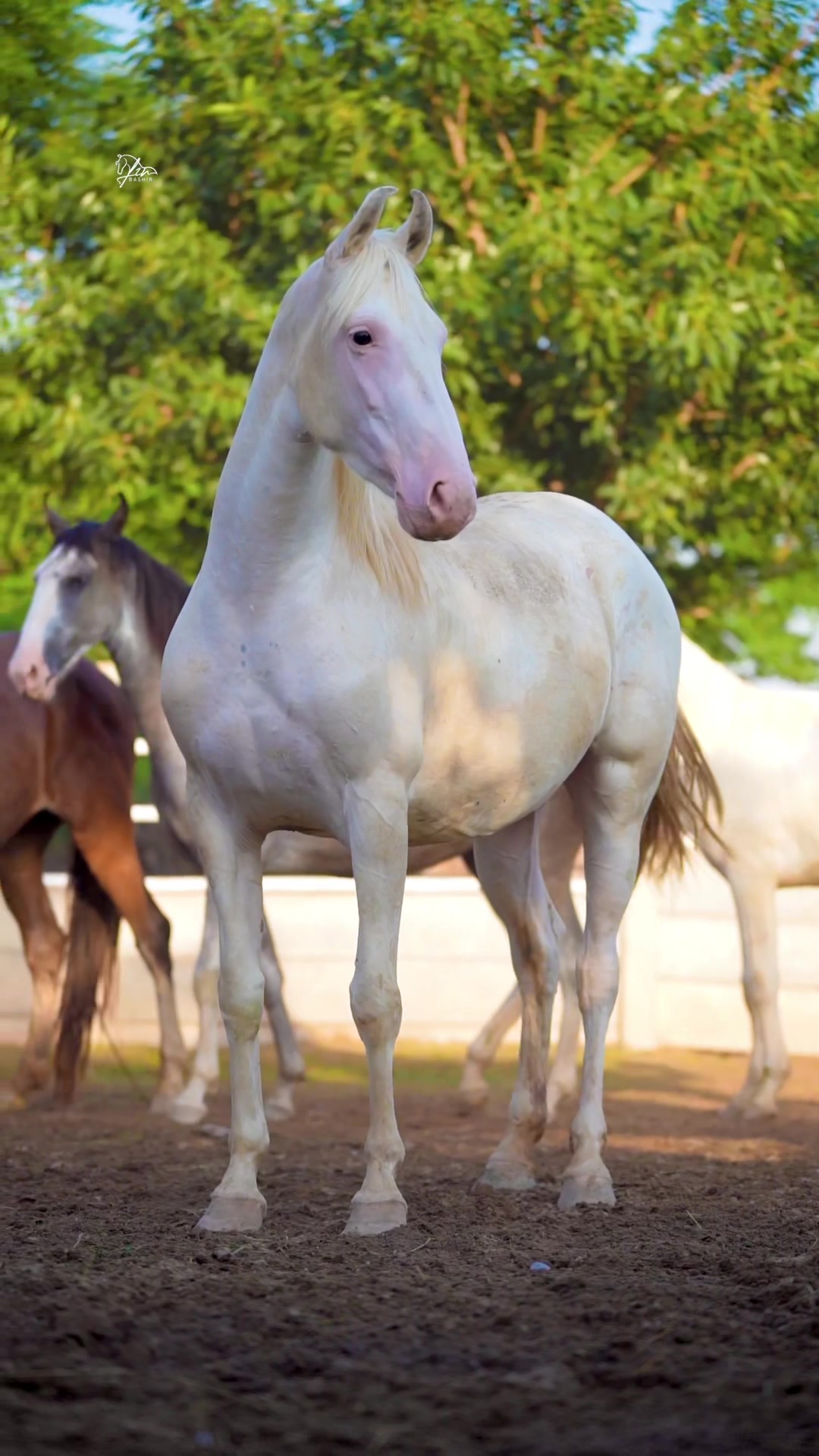 @SUNRISE STUD FARMS RAWALPINDI