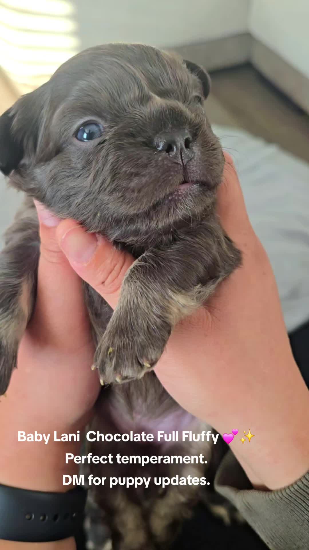 @luxuryfrenchiesbyyuni