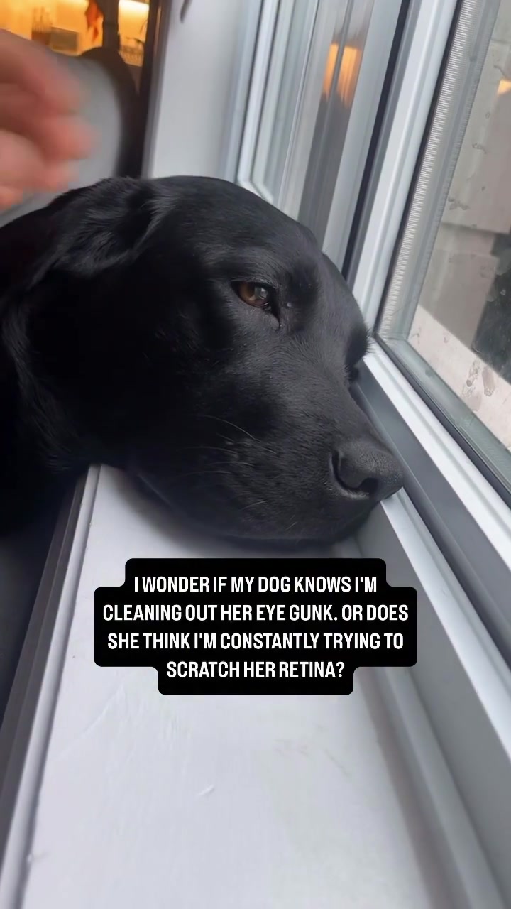 @lisatheblacklab