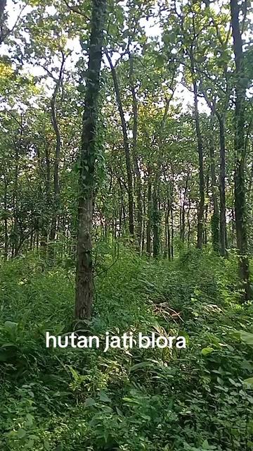 @bokir 01