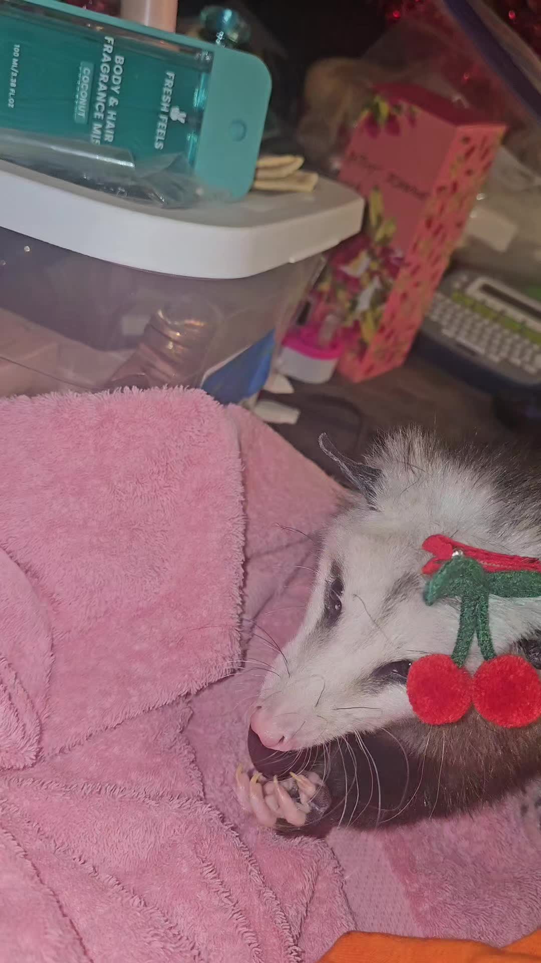 @OPOSSUM/DOG MOMMA Dea