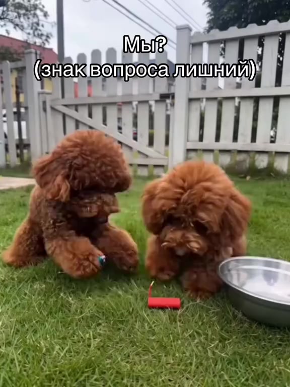 @Сунгулик