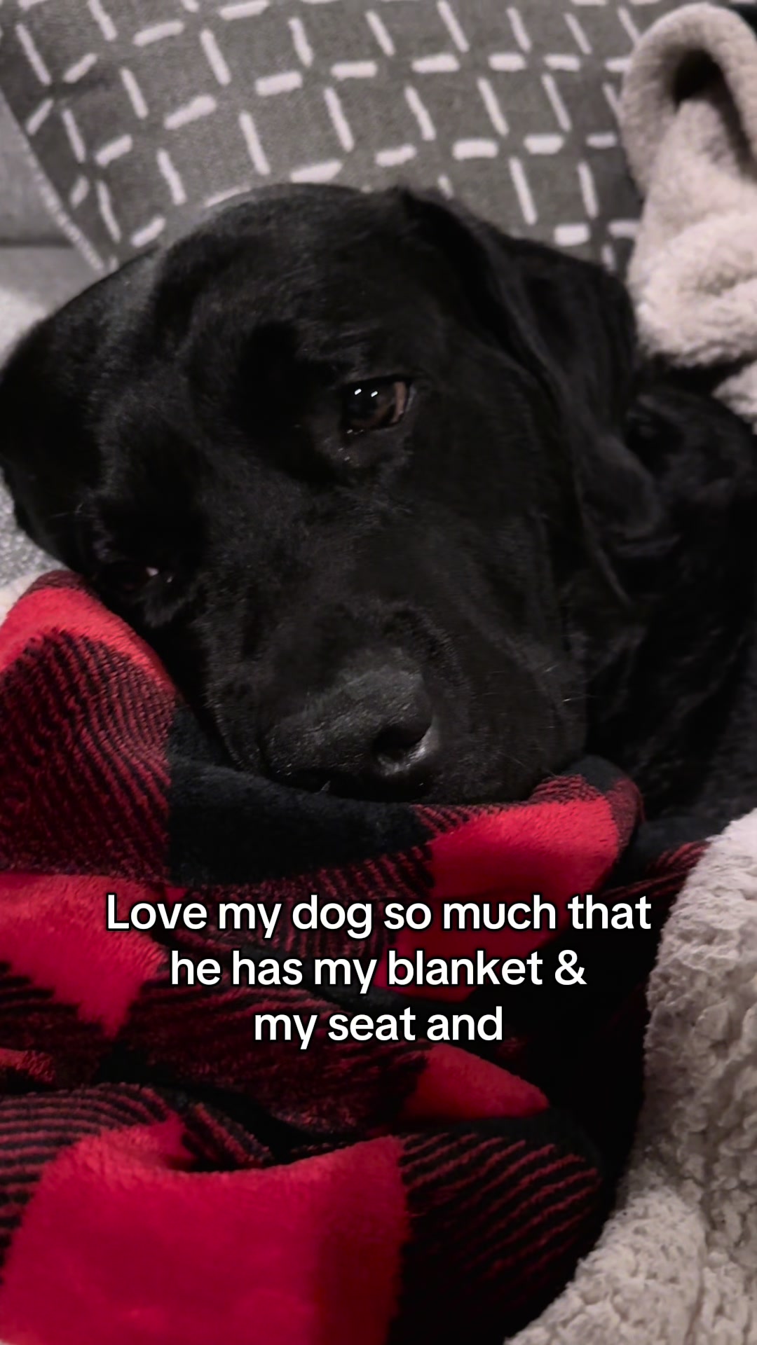 @Gunner the Good Boy Black Lab